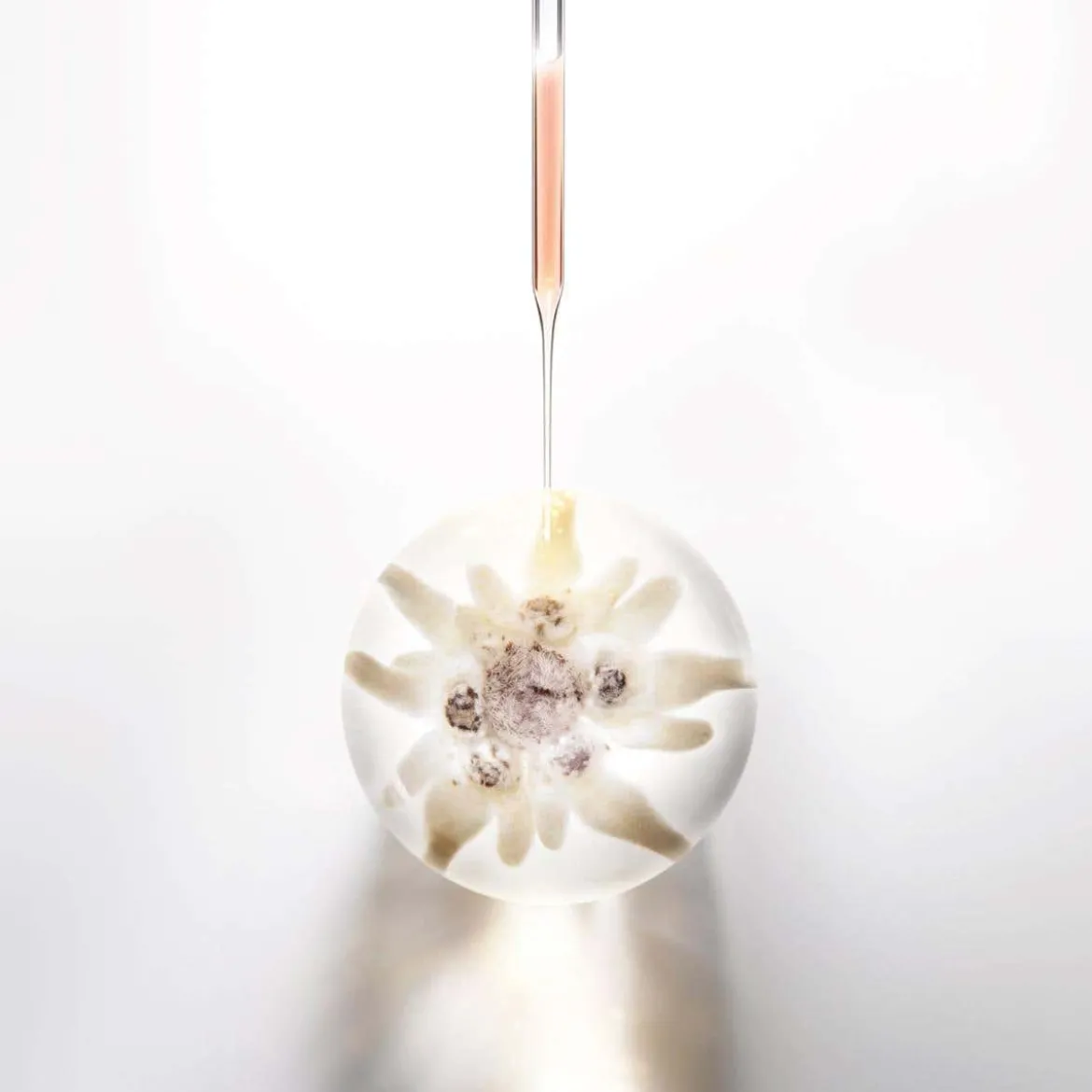 Cellglow Prodigy Cellglow concentrate