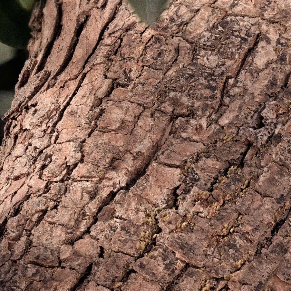 Chloè Rose Naturelle Intense Eau de Parfum
