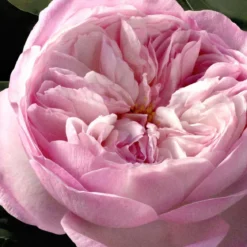 Chloè Rose Naturelle Intense Eau de Parfum Ricarica