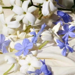Dolce Blue Jasmine Eau de Parfum